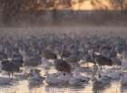 Roosting ponds of sandhill cranes and snow geese, Bernardo Wildlife Area, New Mexico Art Print